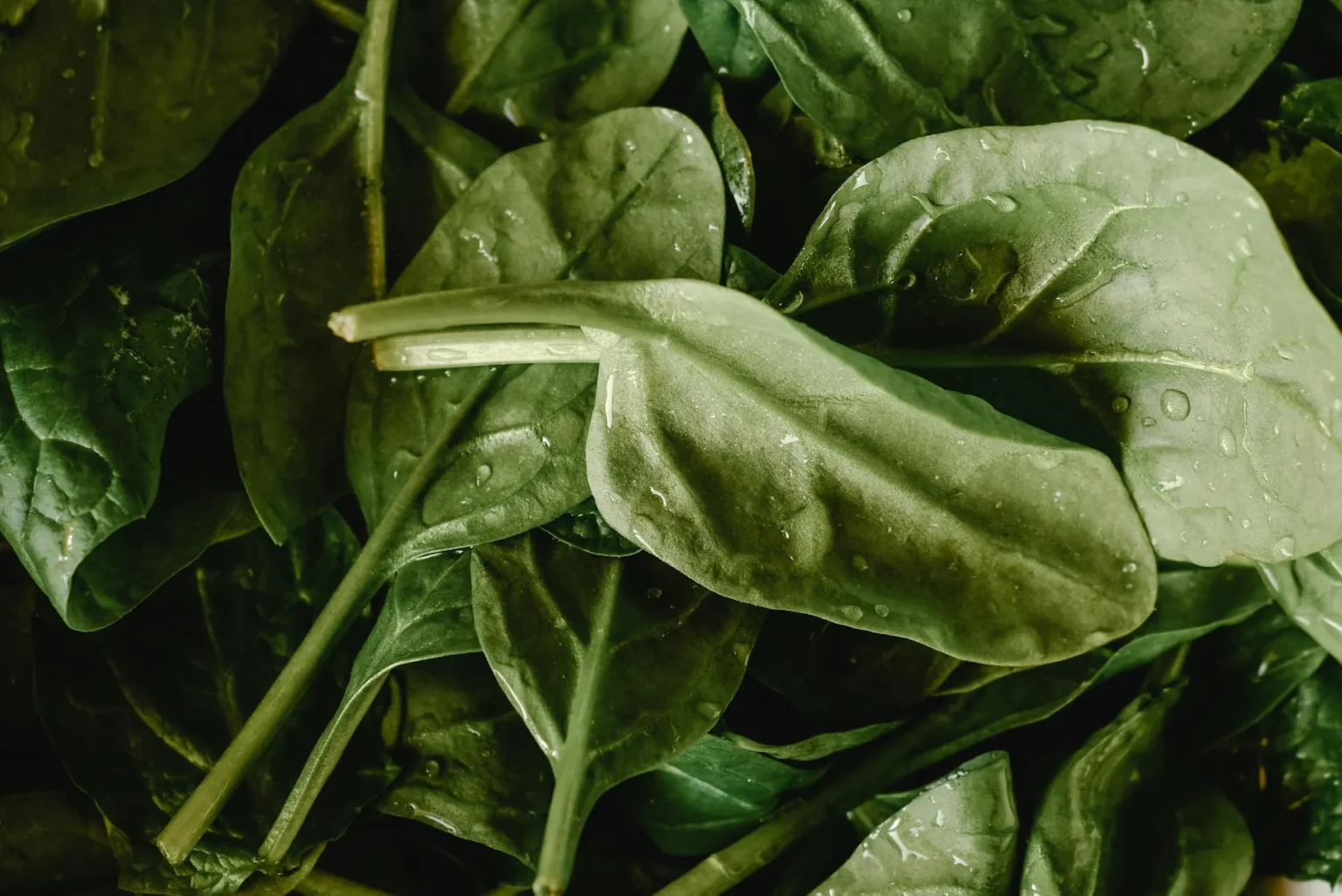 Freshly cleaned spinach leafes