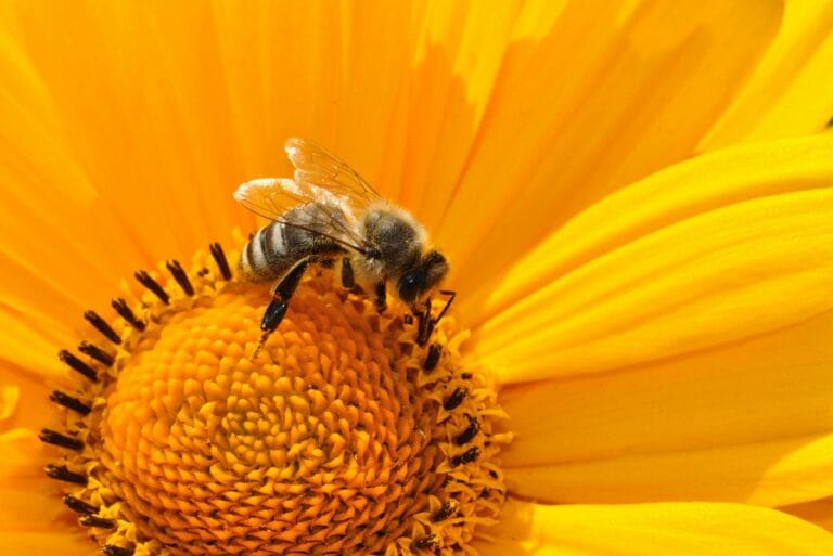 Bee sits on sunflower