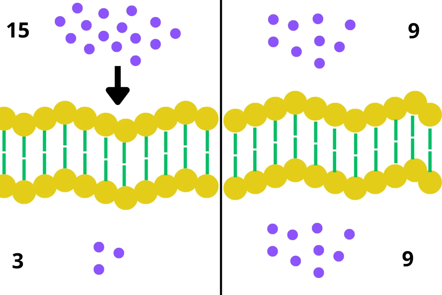 Diffusion through cell membrane - one of the simplest types of cell membrane transport