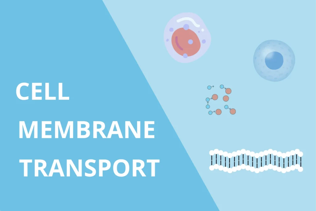 Illustration of cell membrane transport showing a cell diagram, molecular structures, and a lipid bilayer representation on a light blue background