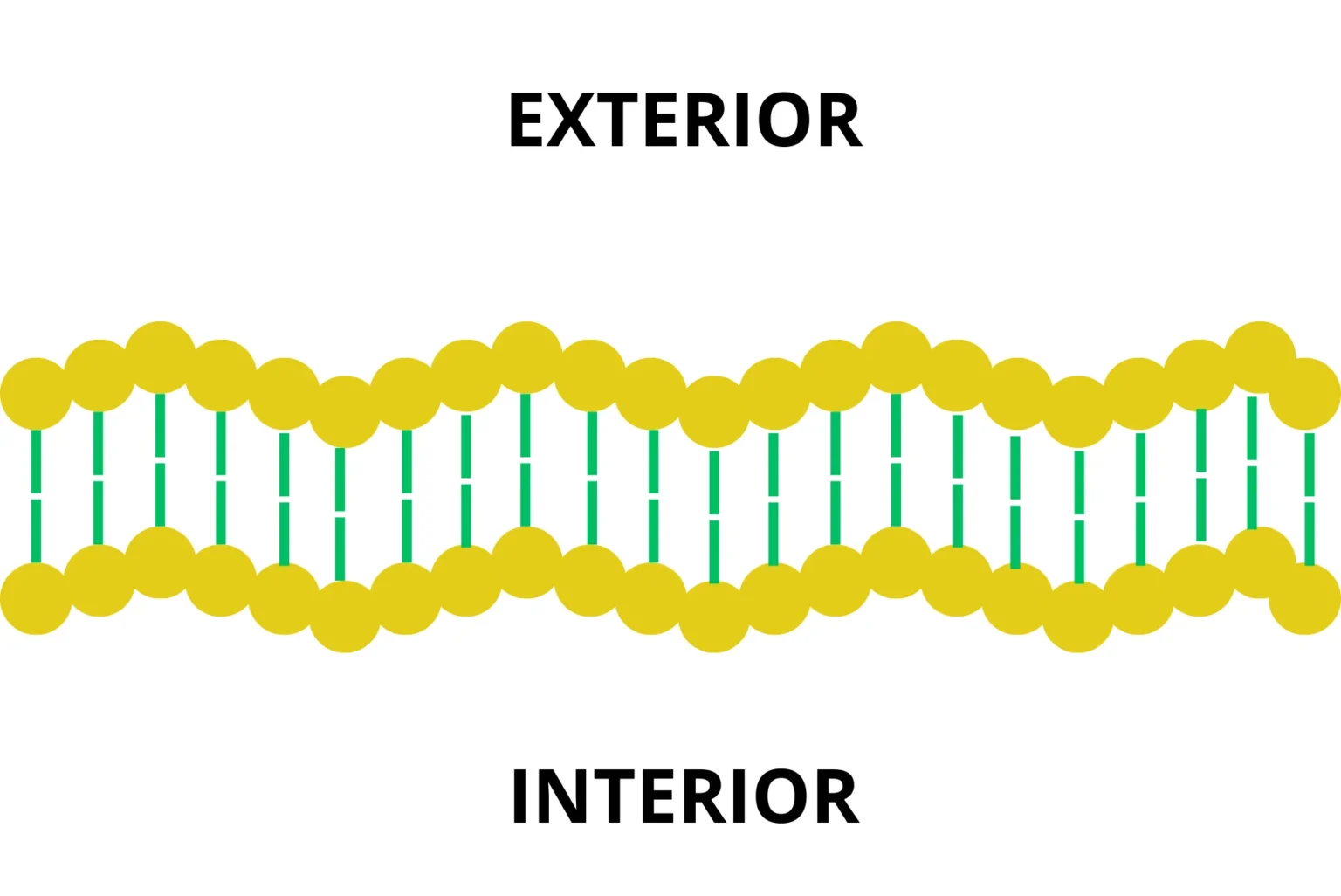 Visualization of cell membrane