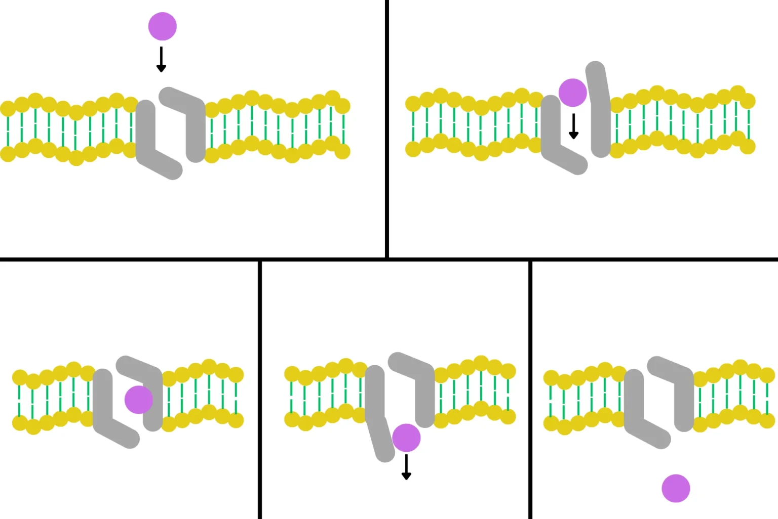 Work mechanism of carrier protein in cell membrane