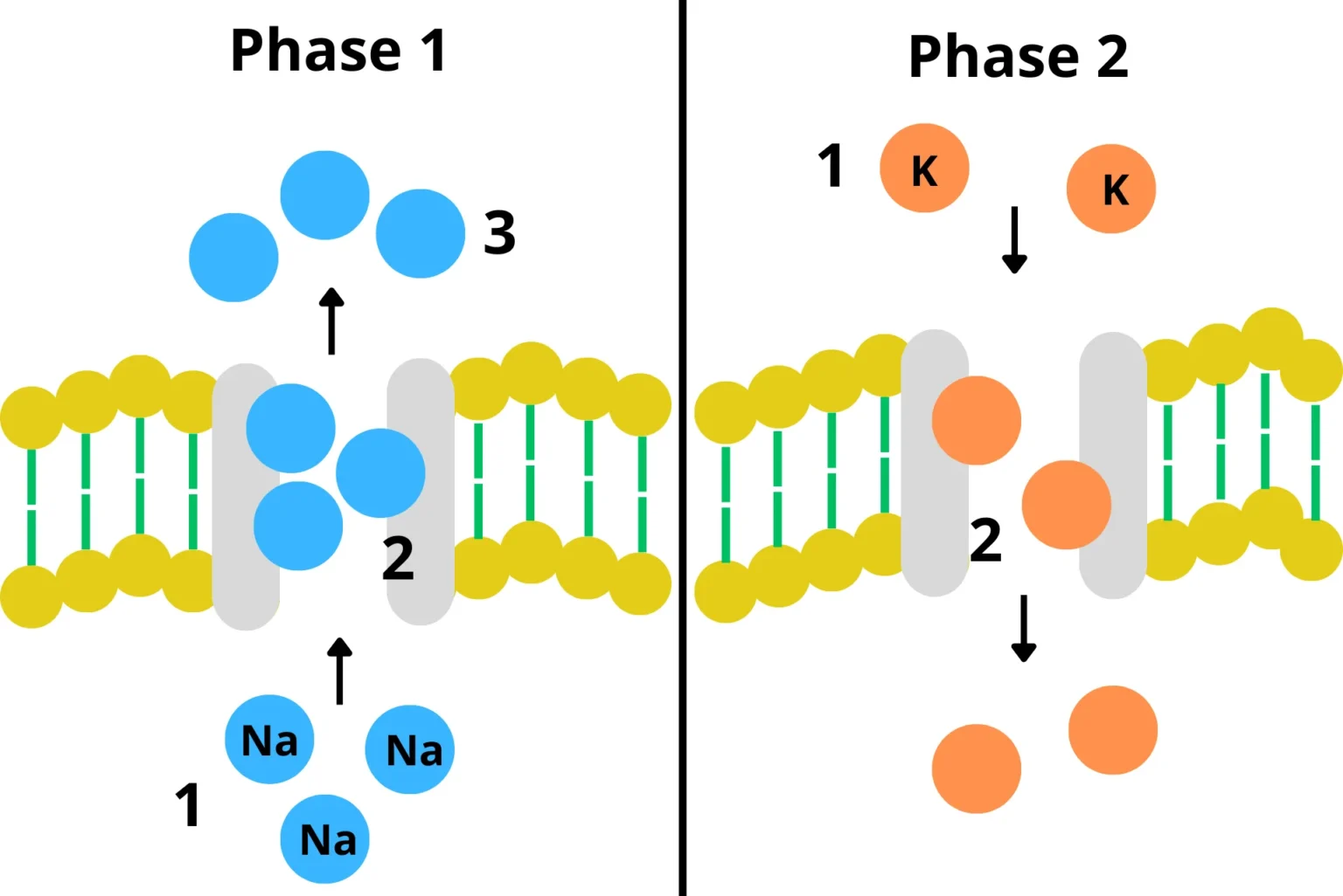 Transport of Na and K by sodium-potassium pump