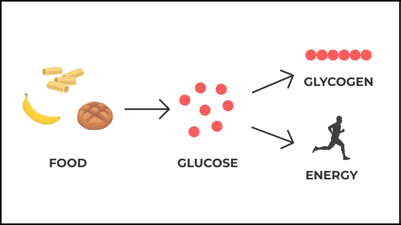 Diagram showing how food like banana, pasta, and bread is converted into glucose, which is then used for energy or stored as glycogen