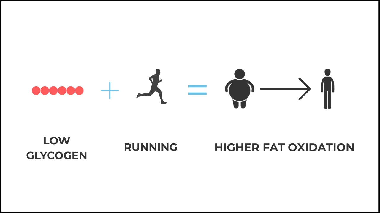 Diagram showing how low glycogen running improve fat oxidation and lost of weight